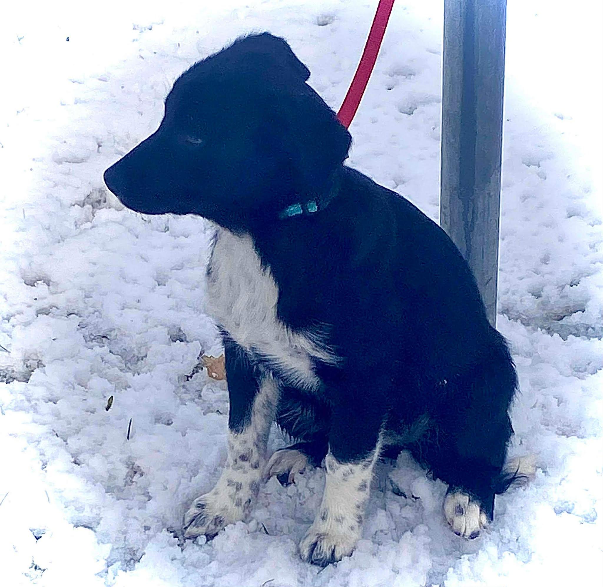 Zoee, Adoptable, Puppy Female Mixed Breed.