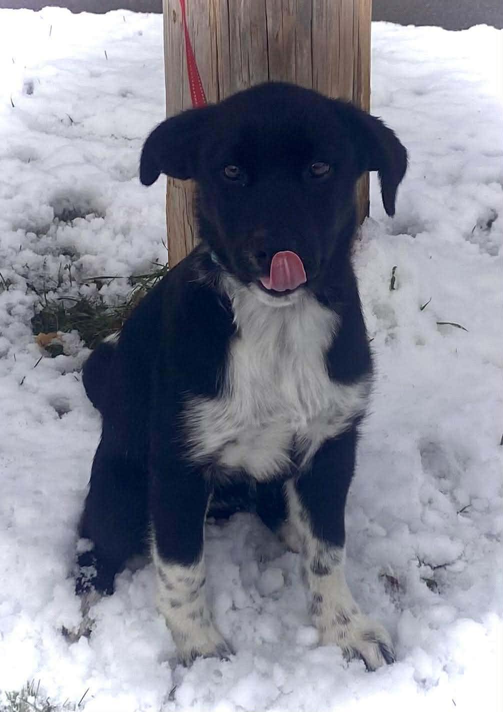 Zoee, a Adoptable Mixed Breed in De Pere, WI image 2/4