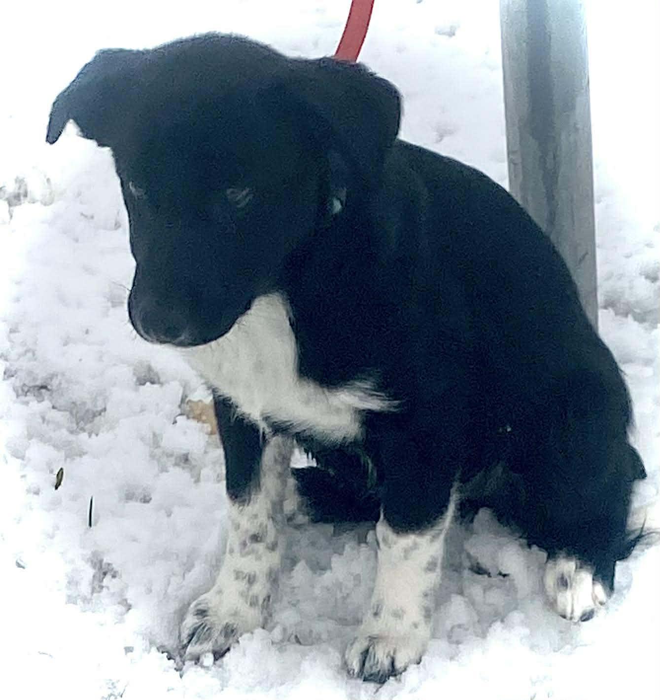 Zoee, a Adoptable Mixed Breed in De Pere, WI image 3/4