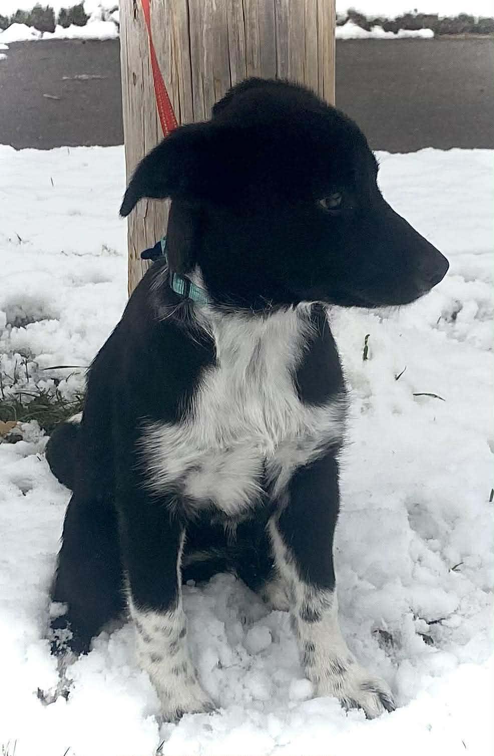 Zoee, a Adoptable Mixed Breed in De Pere, WI image 4/4