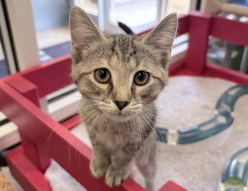 Piper, adopted, Kitten Female Domestic Short Hair.
