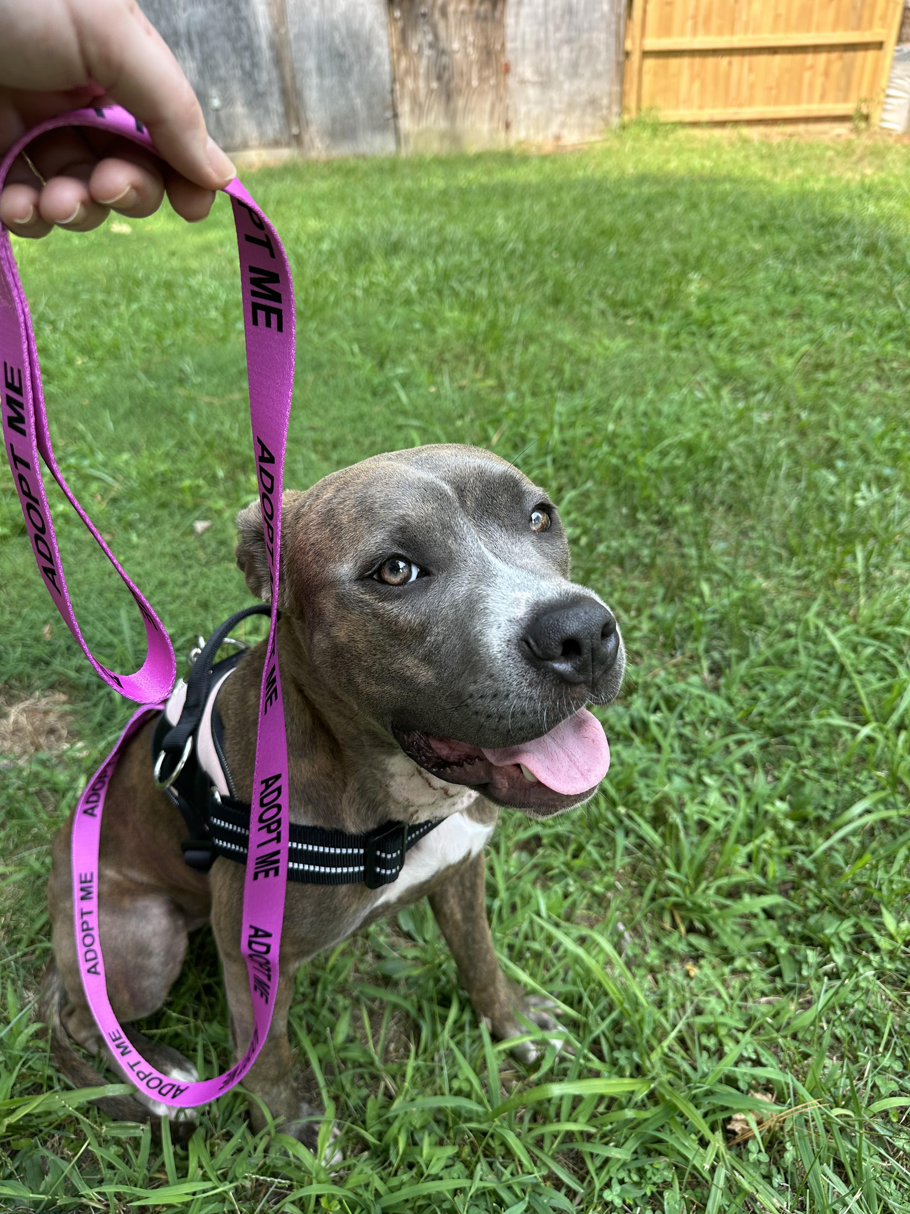 Yara, Adoptable, Adult Female Pit Bull Terrier.