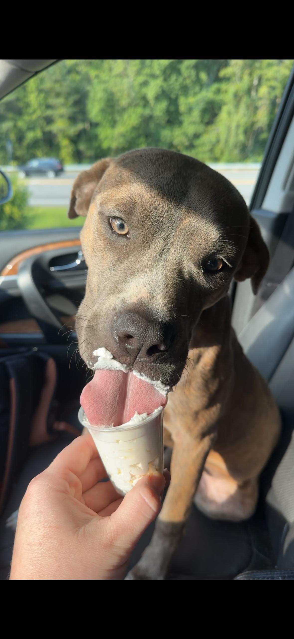 Yara, a Adoptable Pit Bull Terrier in Providence Forge, VA image 2/6