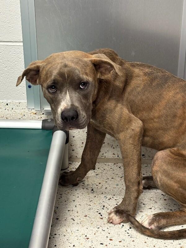 Yara, a Adoptable Pit Bull Terrier in Providence Forge, VA image 3/6