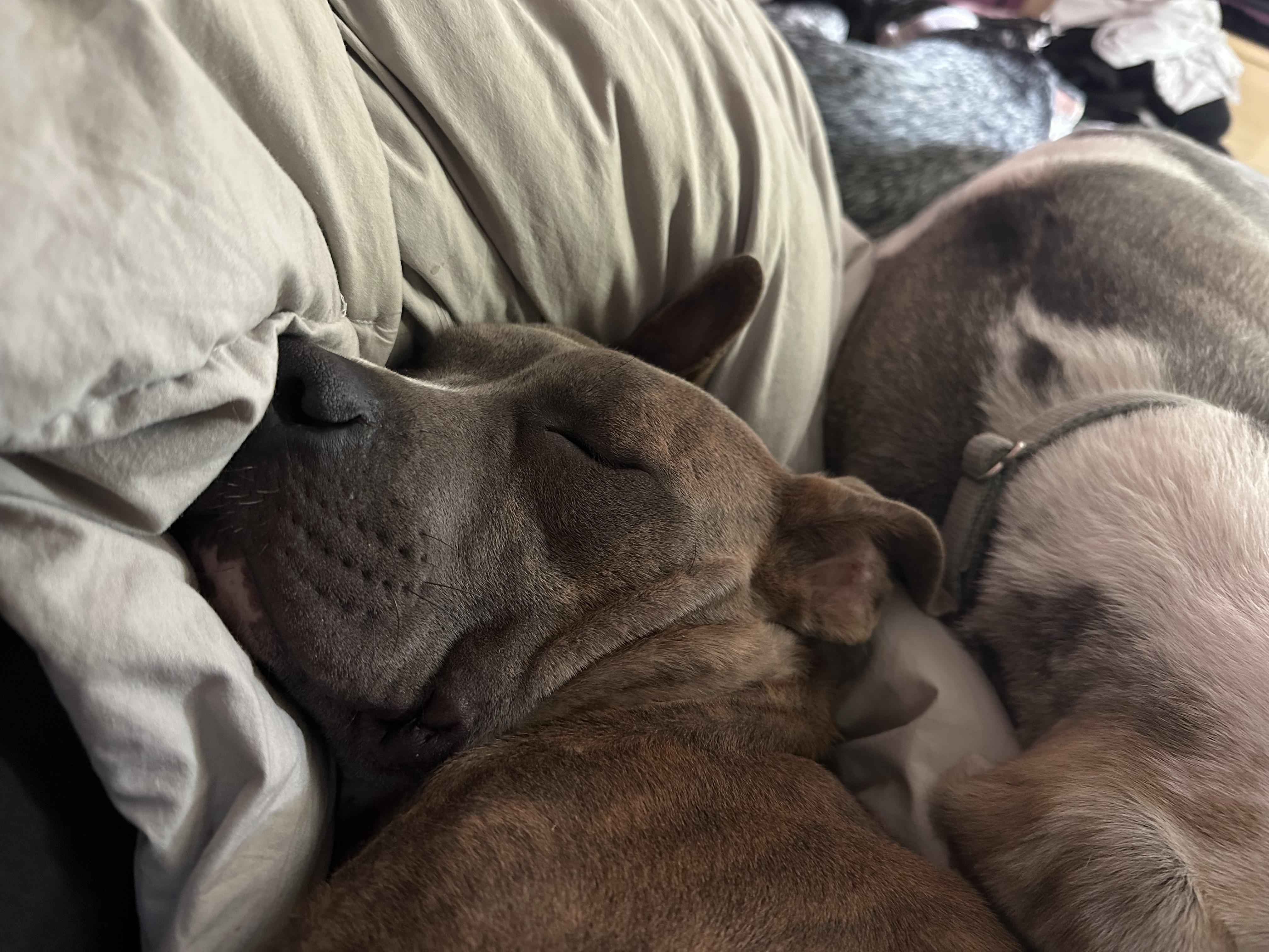 Yara, a Adoptable Pit Bull Terrier in Providence Forge, VA image 4/6