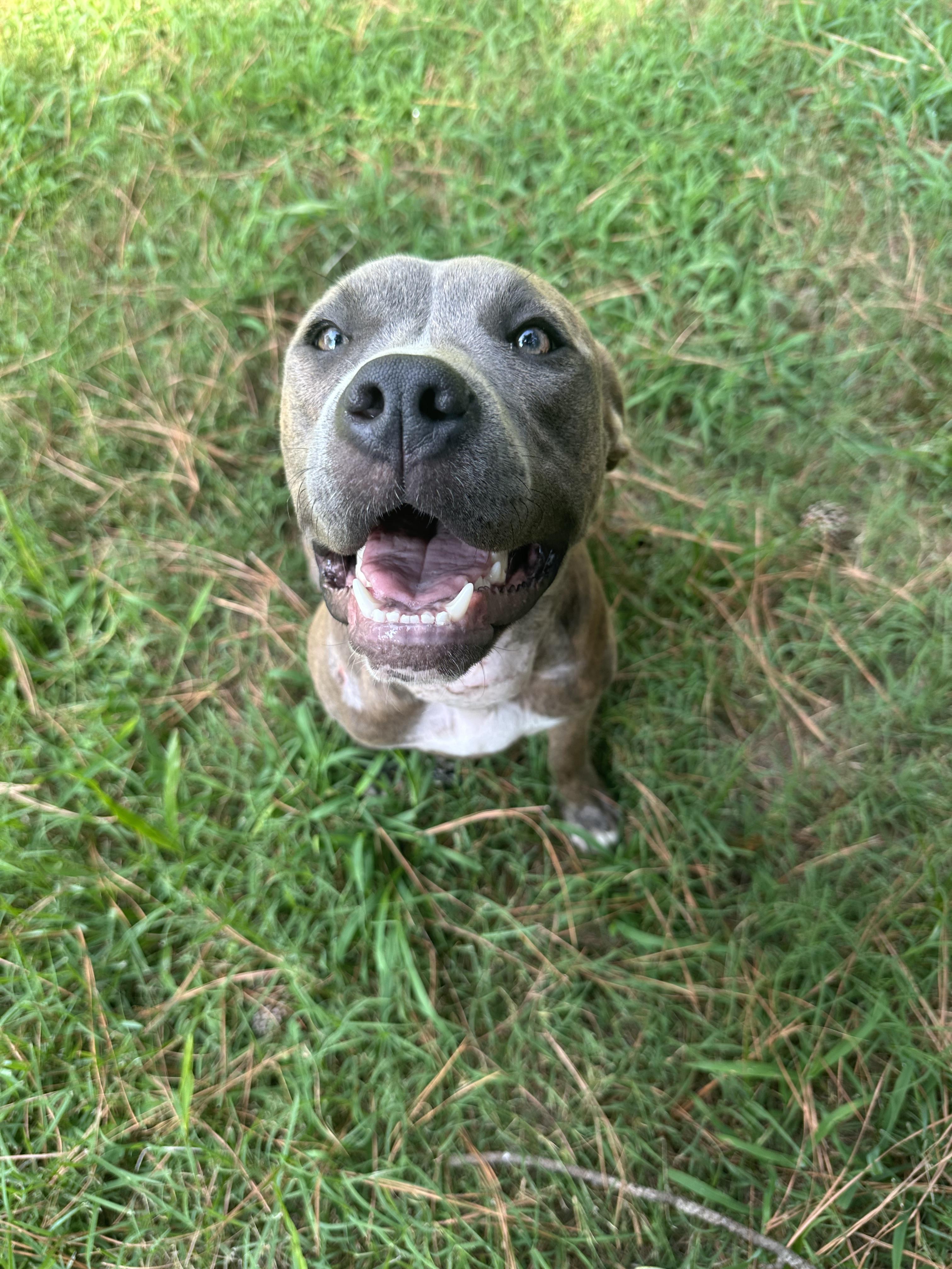 Yara, a Adoptable Pit Bull Terrier in Providence Forge, VA image 5/6