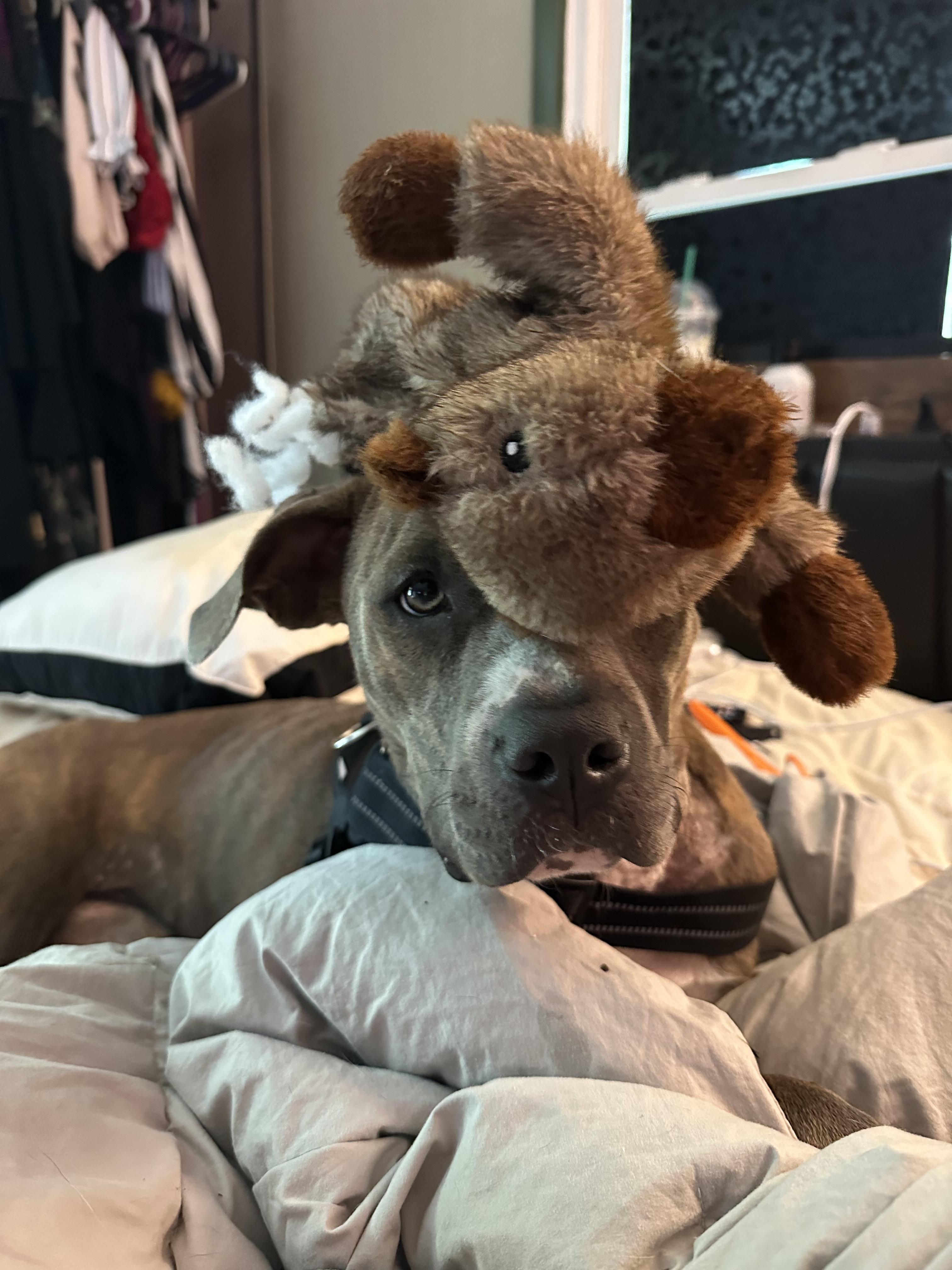 Yara, a Adoptable Pit Bull Terrier in Providence Forge, VA image 6/6