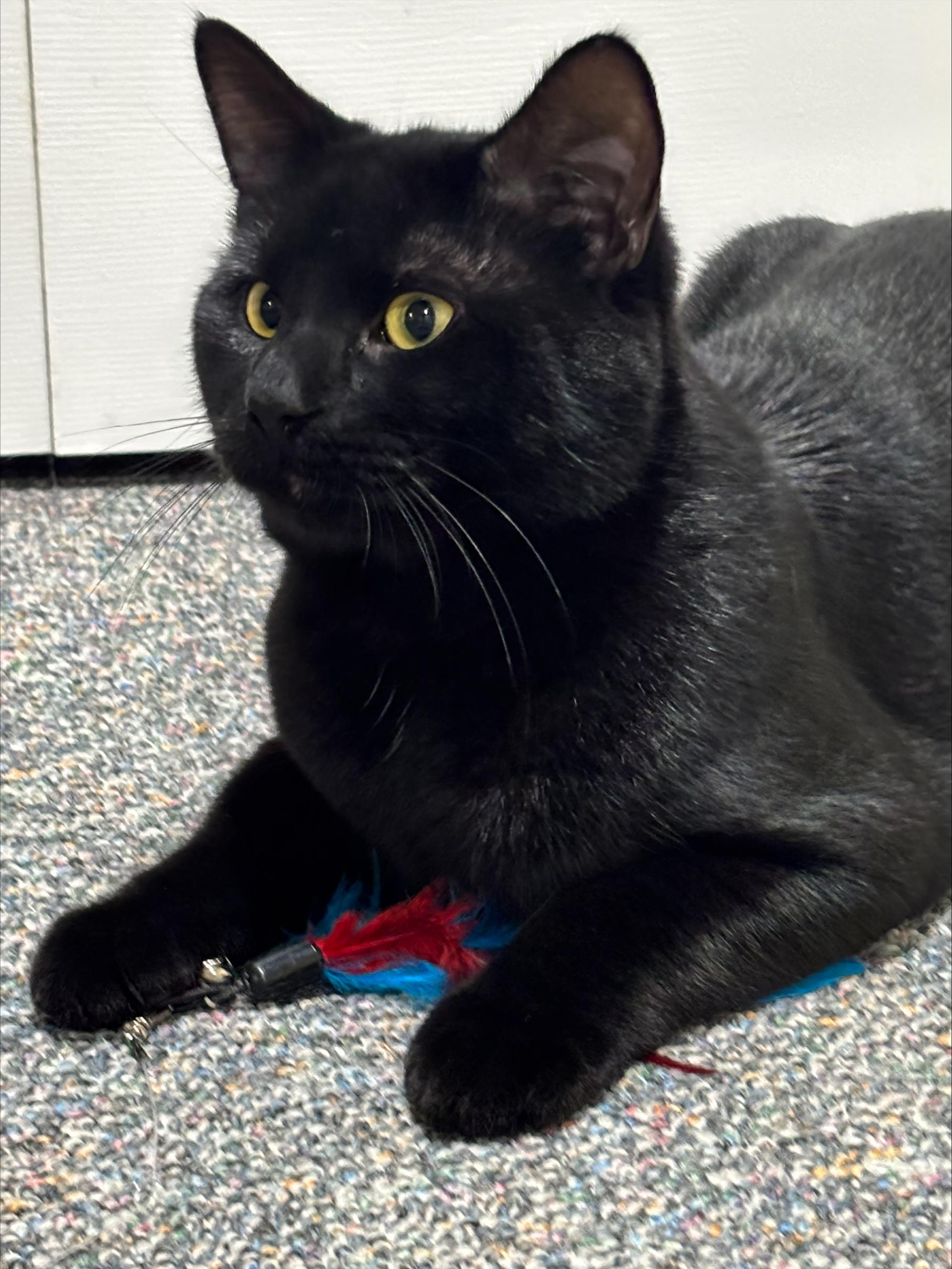 Enlarge Titan, a ADOPTABLE Domestic Short Hair in Melrose, MA image 5/6