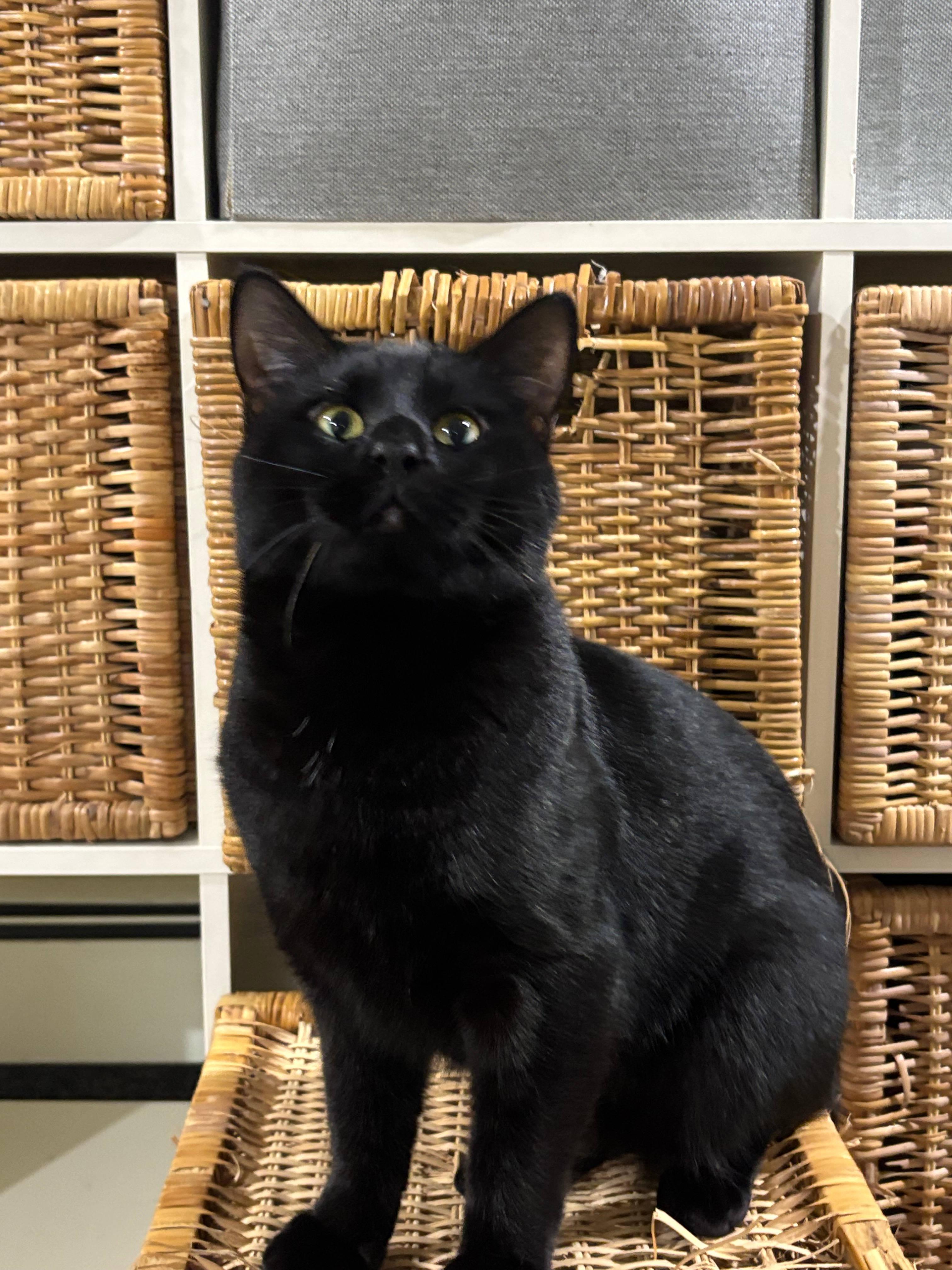 Enlarge Titan, a ADOPTABLE Domestic Short Hair in Melrose, MA image 4/6