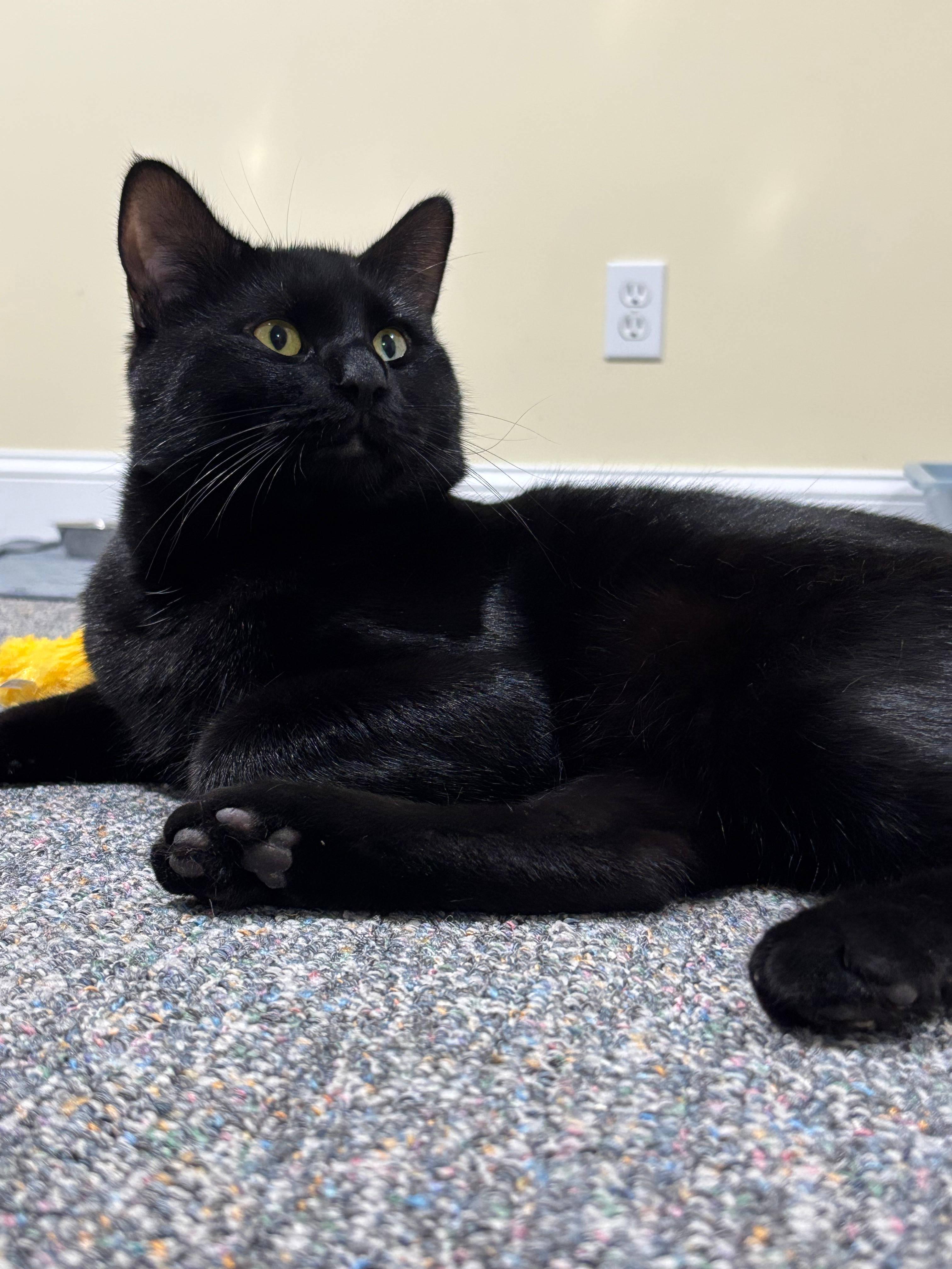 Enlarge Titan, a ADOPTABLE Domestic Short Hair in Melrose, MA image 1/6