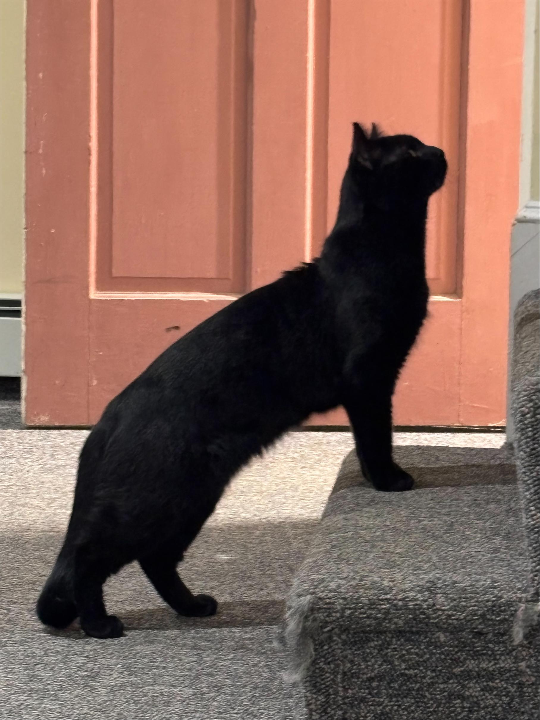 Enlarge Titan, a ADOPTABLE Domestic Short Hair in Melrose, MA image 2/6