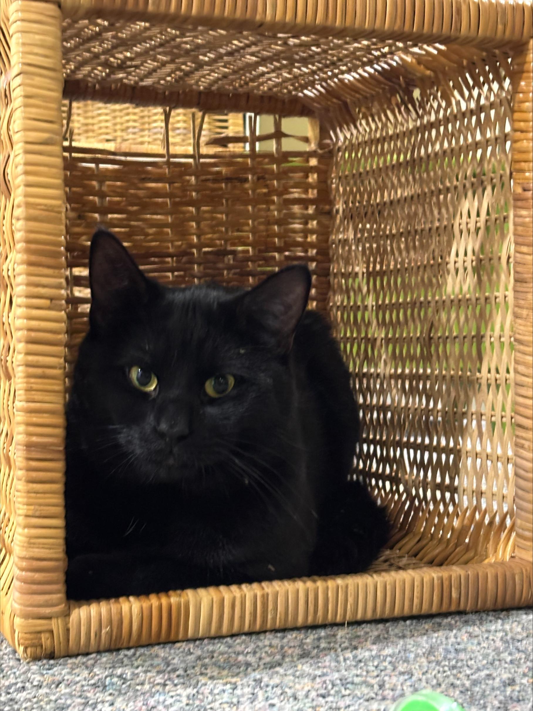 Enlarge Titan, a ADOPTABLE Domestic Short Hair in Melrose, MA image 3/6