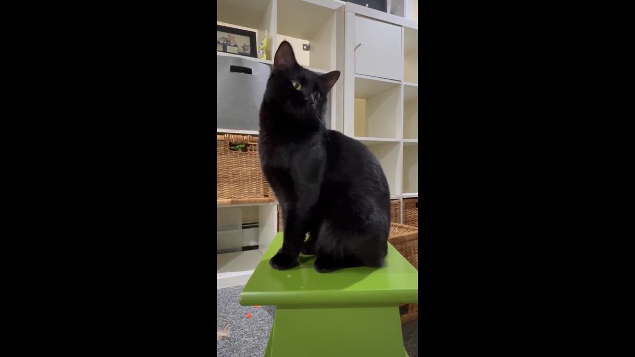 Enlarge Titan, a ADOPTABLE Domestic Short Hair in Melrose, MA video 6/6
