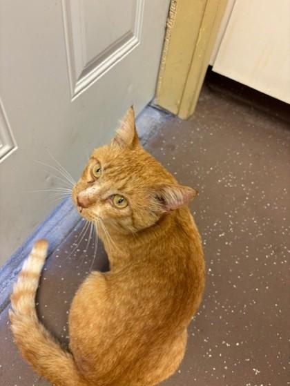 Barry, Adoptable, Adult Male Domestic Short Hair & Domestic Short Hair.