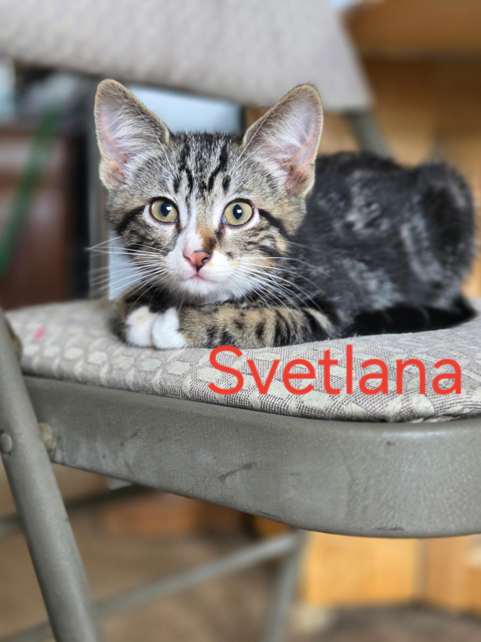 Enlarge Svetlana, a ADOPTABLE mixed breed in Omaha, NE image 1/1
