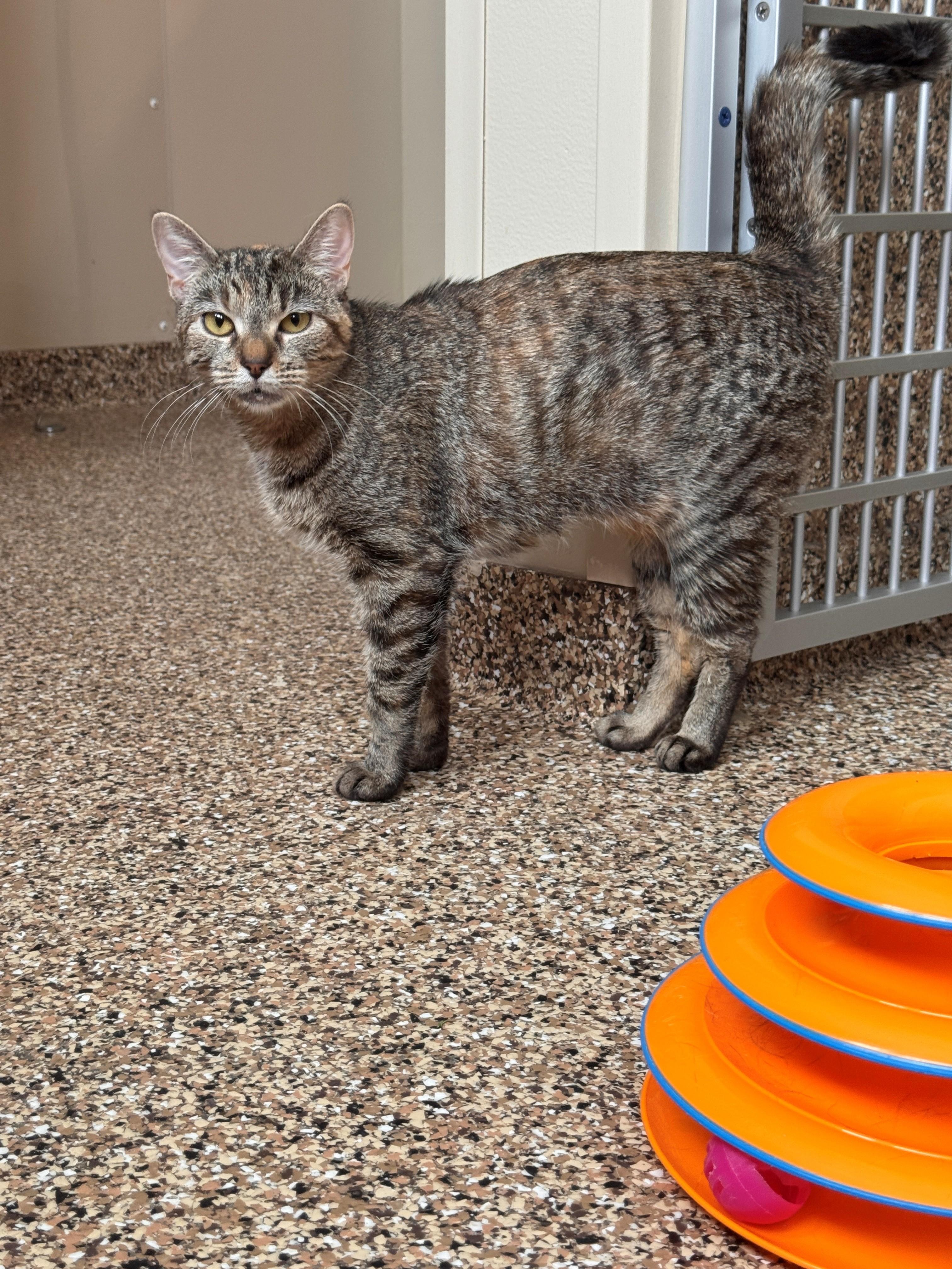 Callie, ADOPTABLE, Adult Female Domestic Short Hair.