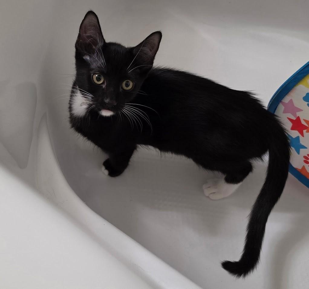 Penelope - Confident & Friendly, an adopted Tabby in Laurel, MD image 4/5