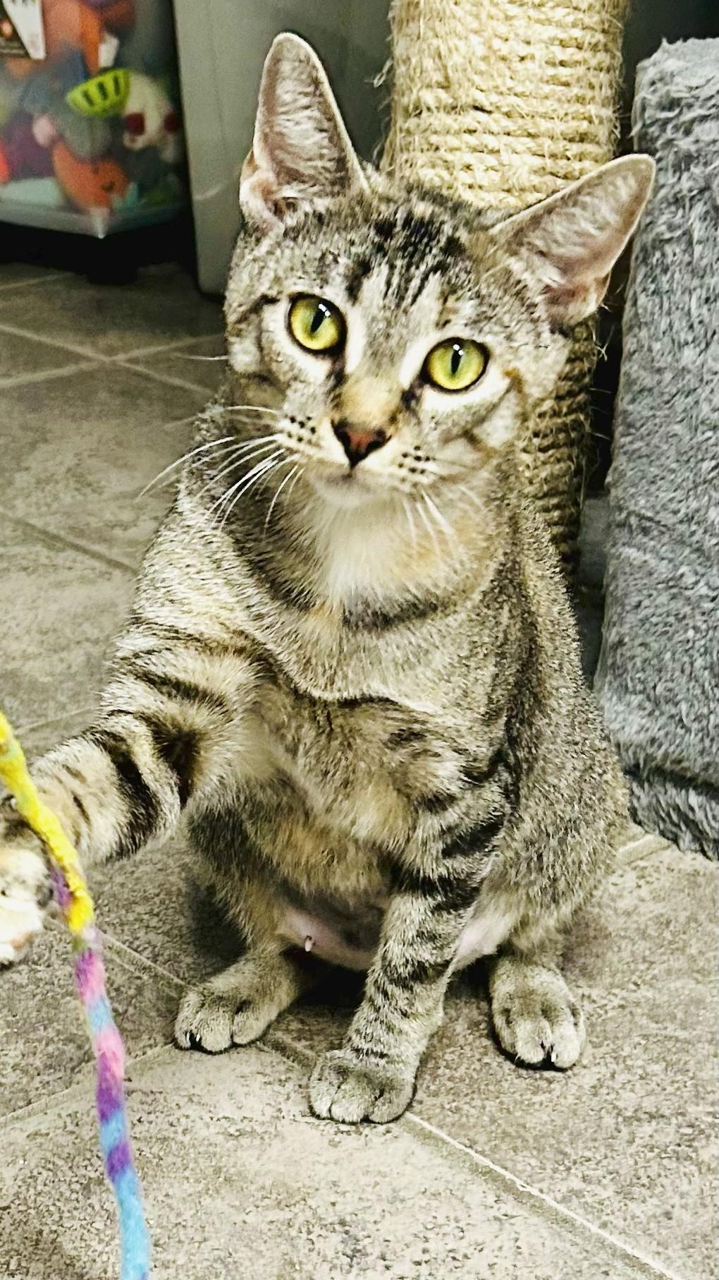 Glenda, a Adoptable Tabby in Crestwood, MO image 1/3