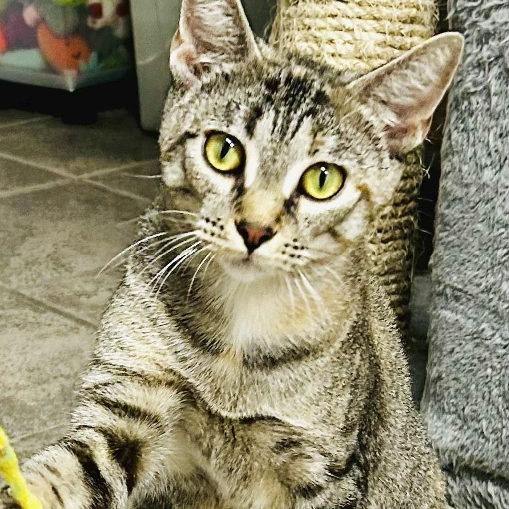 Enlarge Glenda, an adopted Tabby in Crestwood, MO image 4/6