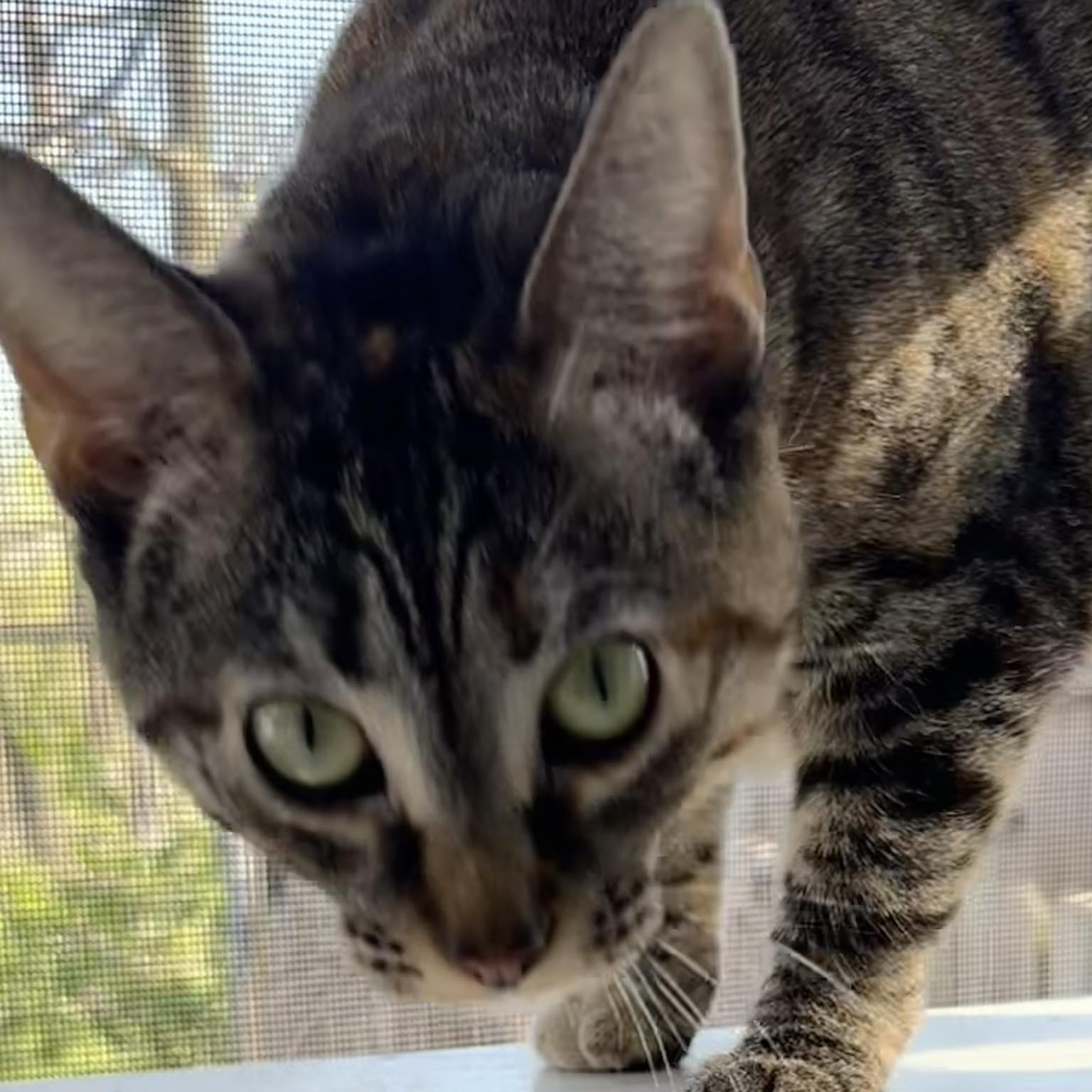 Enlarge Glenda, an adopted Tabby in Crestwood, MO image 3/6