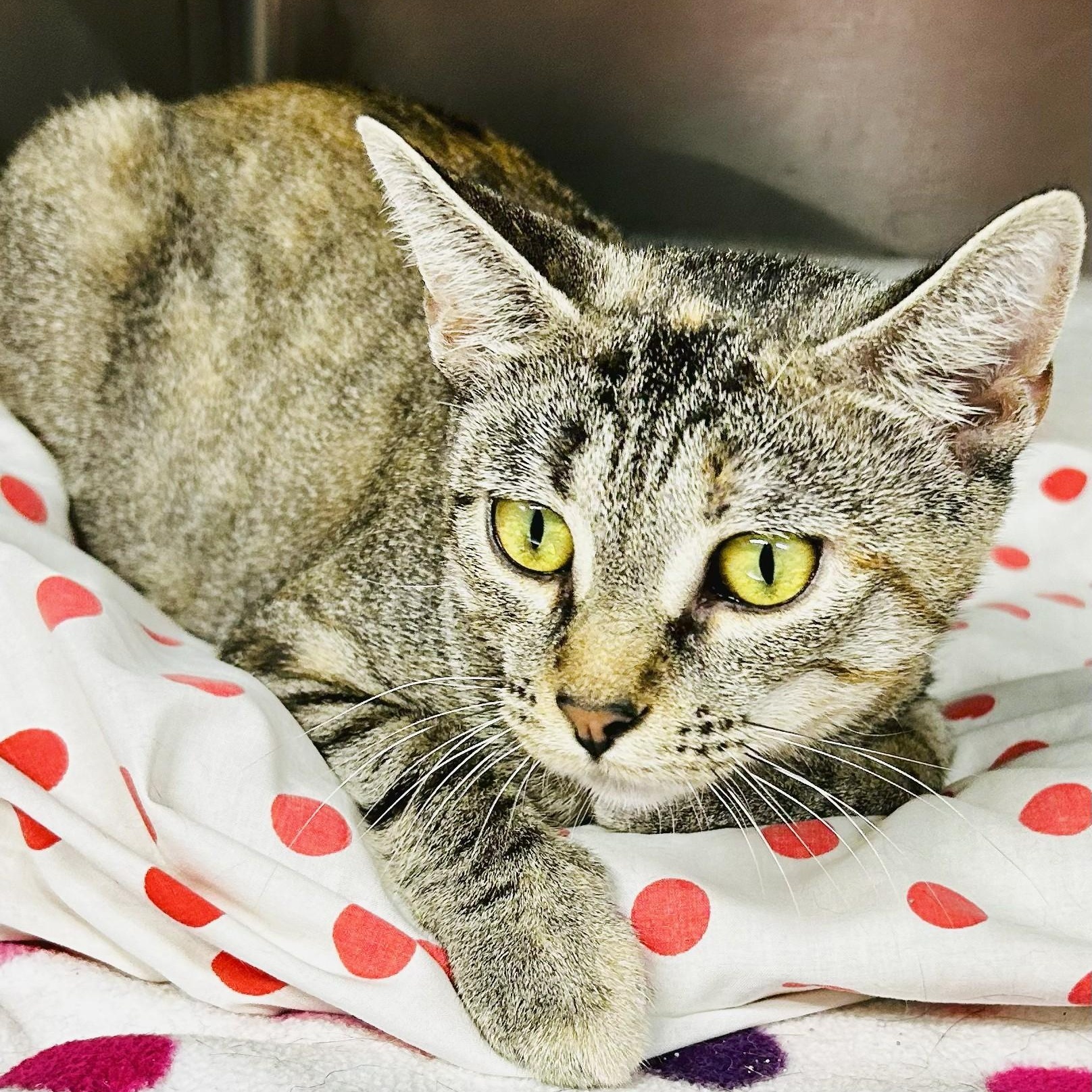 Glenda, Adoptable, Young Female Tabby.
