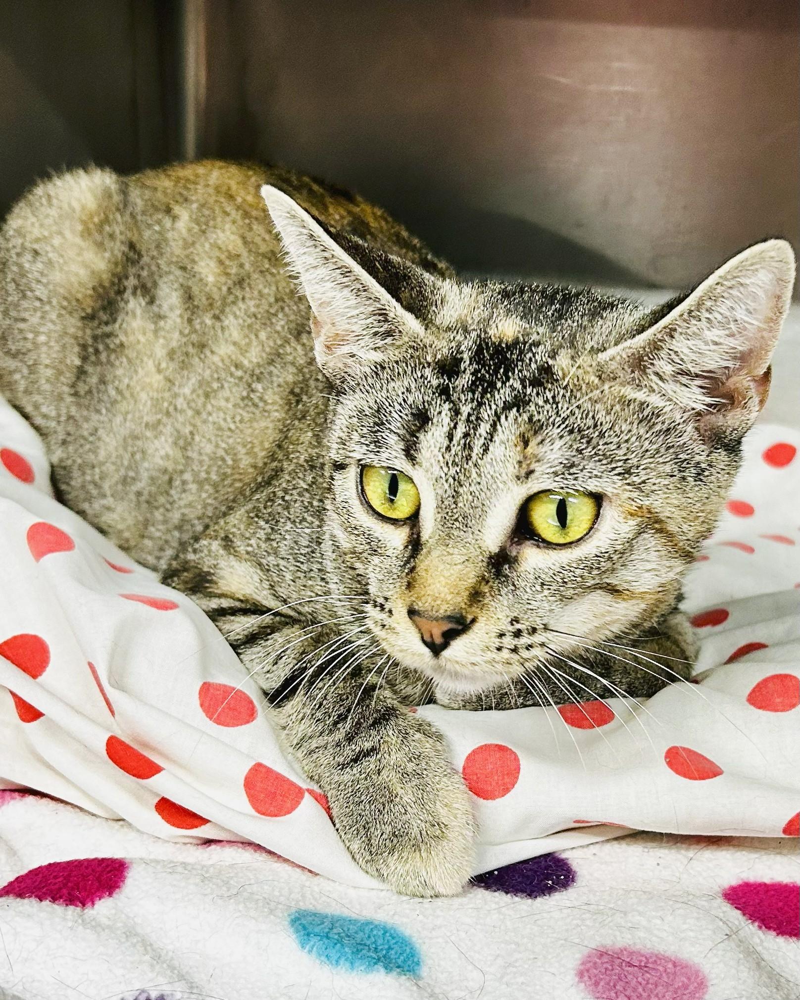 Glenda, a Adoptable Tabby in Crestwood, MO image 2/3