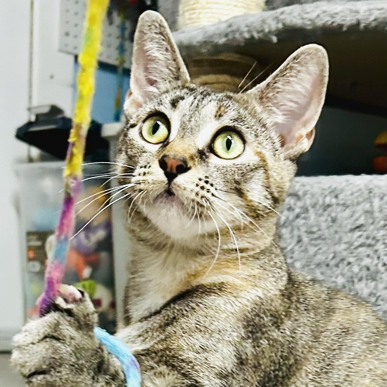 Enlarge Glenda, an adopted Tabby in Crestwood, MO image 2/6