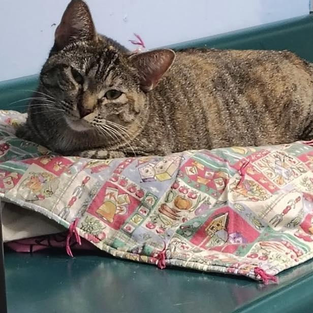 Enlarge Glenda, an adopted Tabby in Crestwood, MO image 5/6
