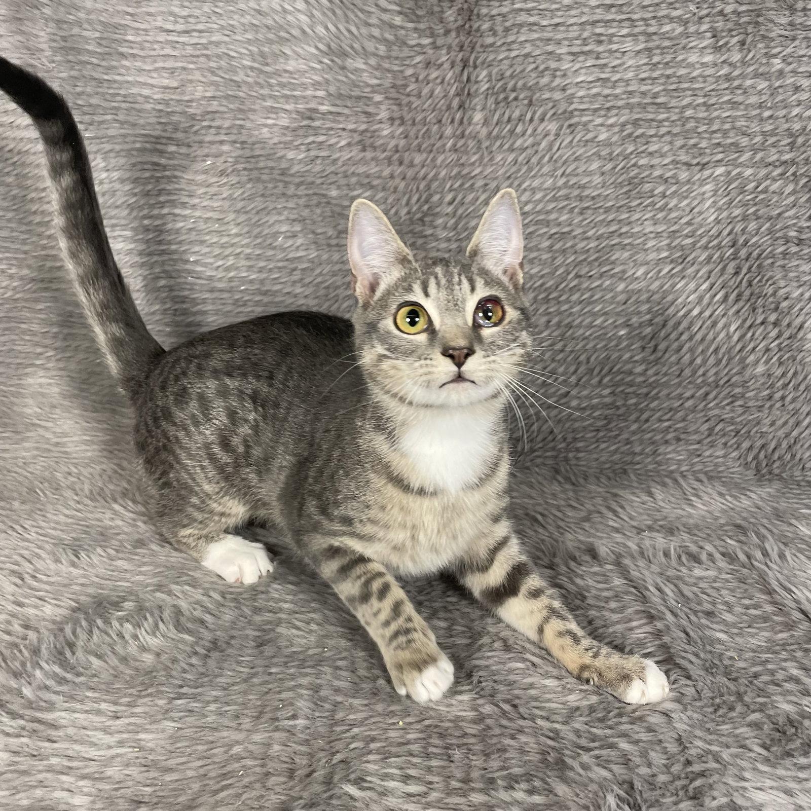 Enlarge Palm Harbor - Andrea, a Adoptable Domestic Short Hair in Social Circle, GA image 1/3