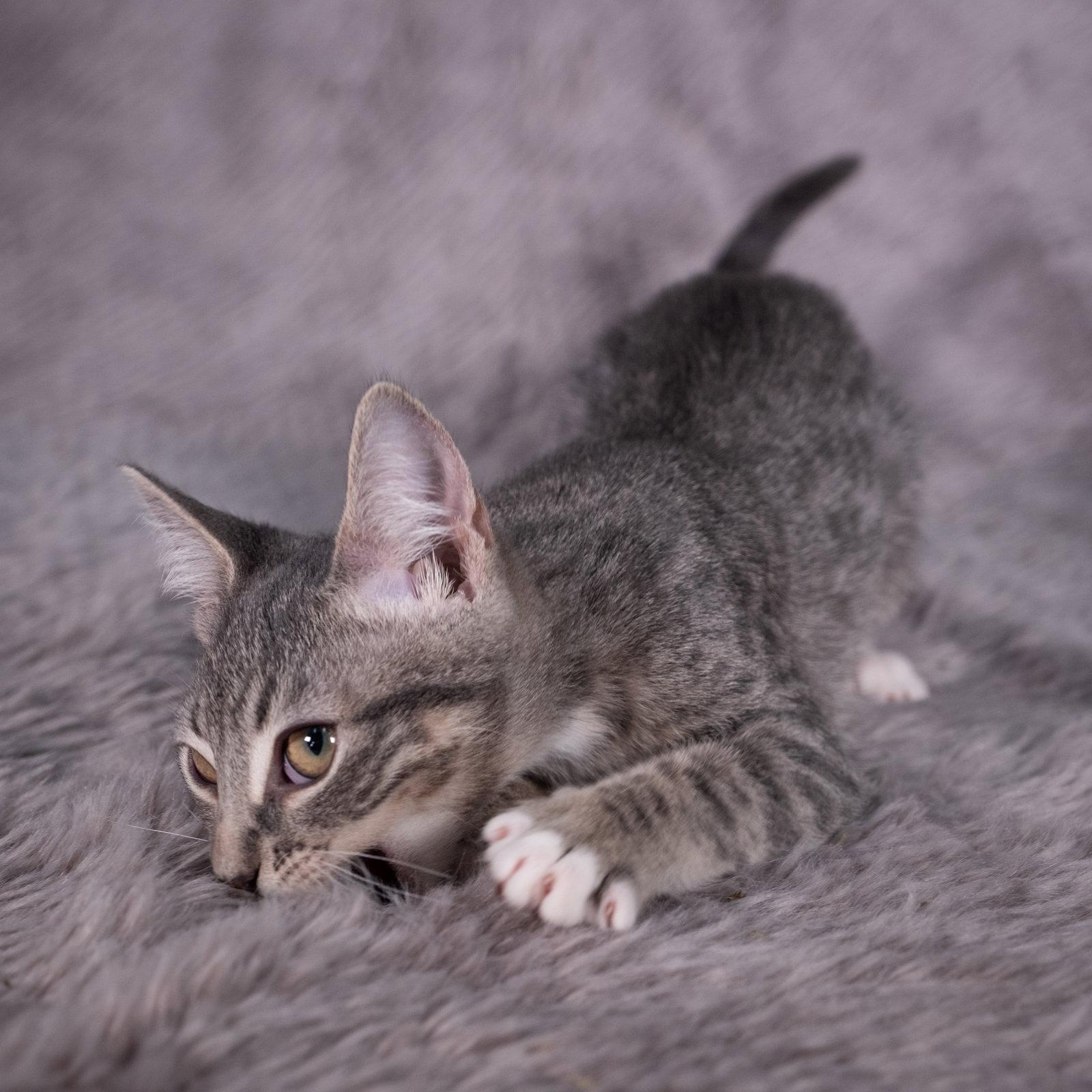 Enlarge Palm Harbor - Andrea, a Adoptable Domestic Short Hair in Social Circle, GA image 2/3