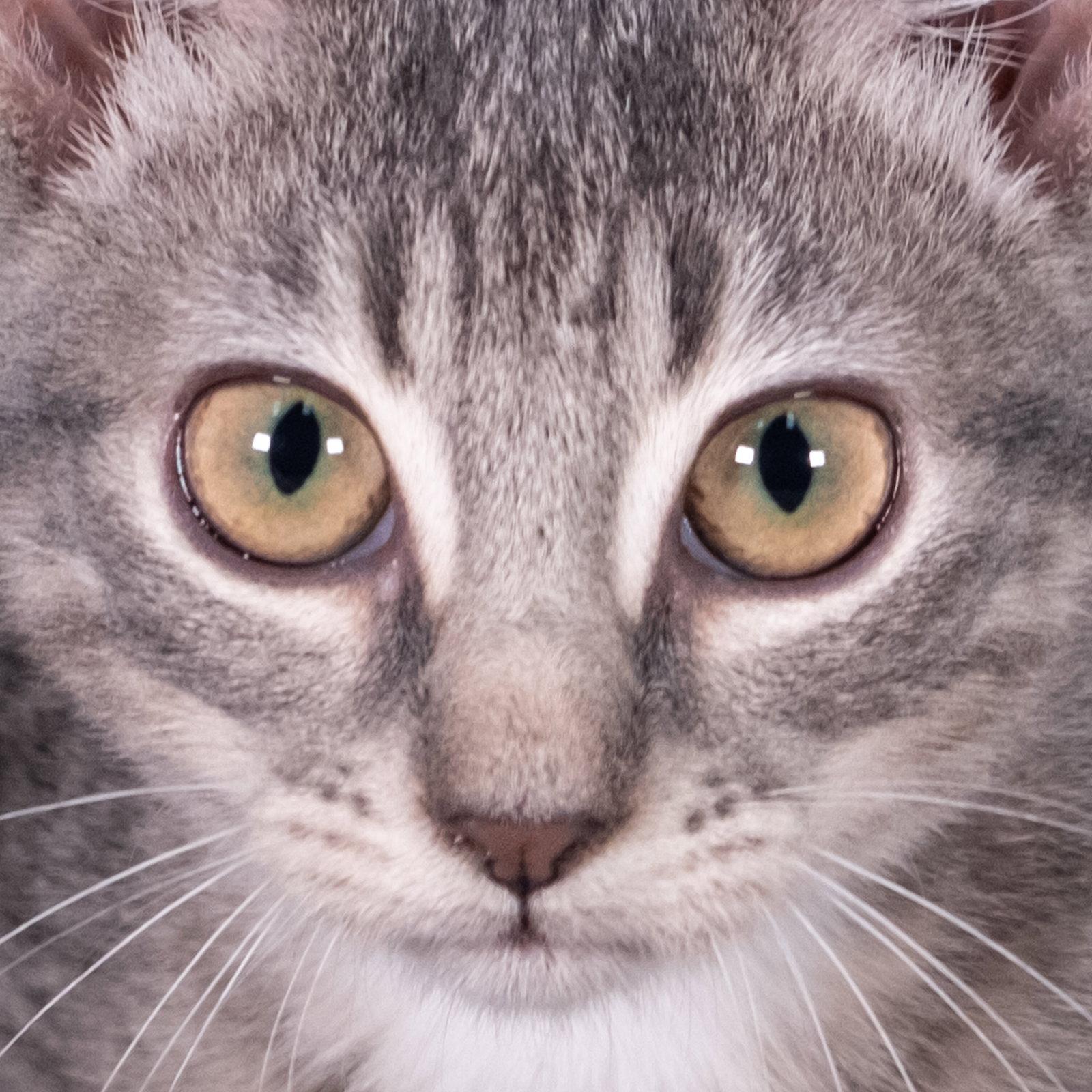 Enlarge Palm Harbor - Andrea, a Adoptable Domestic Short Hair in Social Circle, GA image 3/3