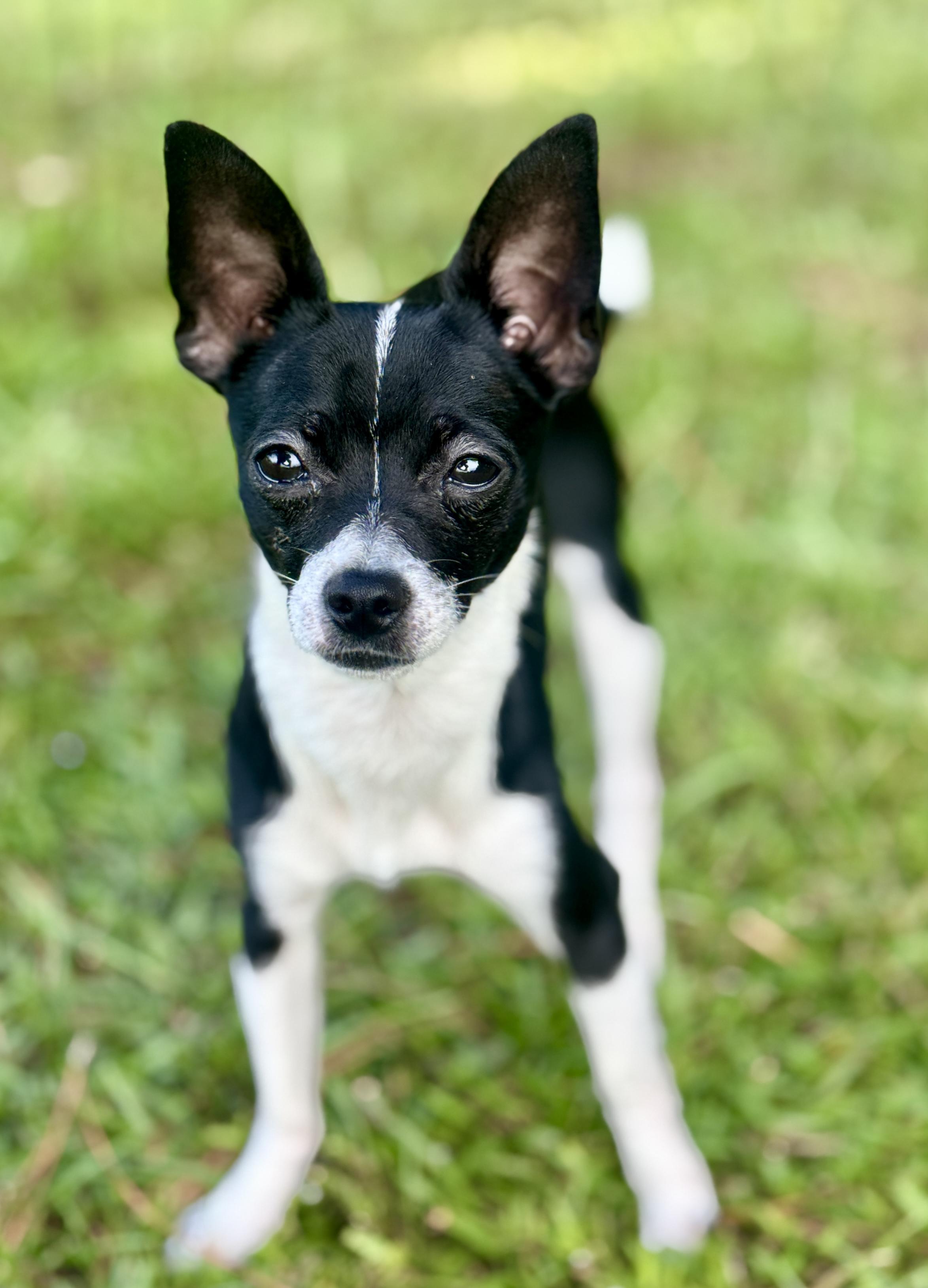 Enlarge Sqwirmy, a Adopted Chihuahua in Bedminster, NJ image 3/6