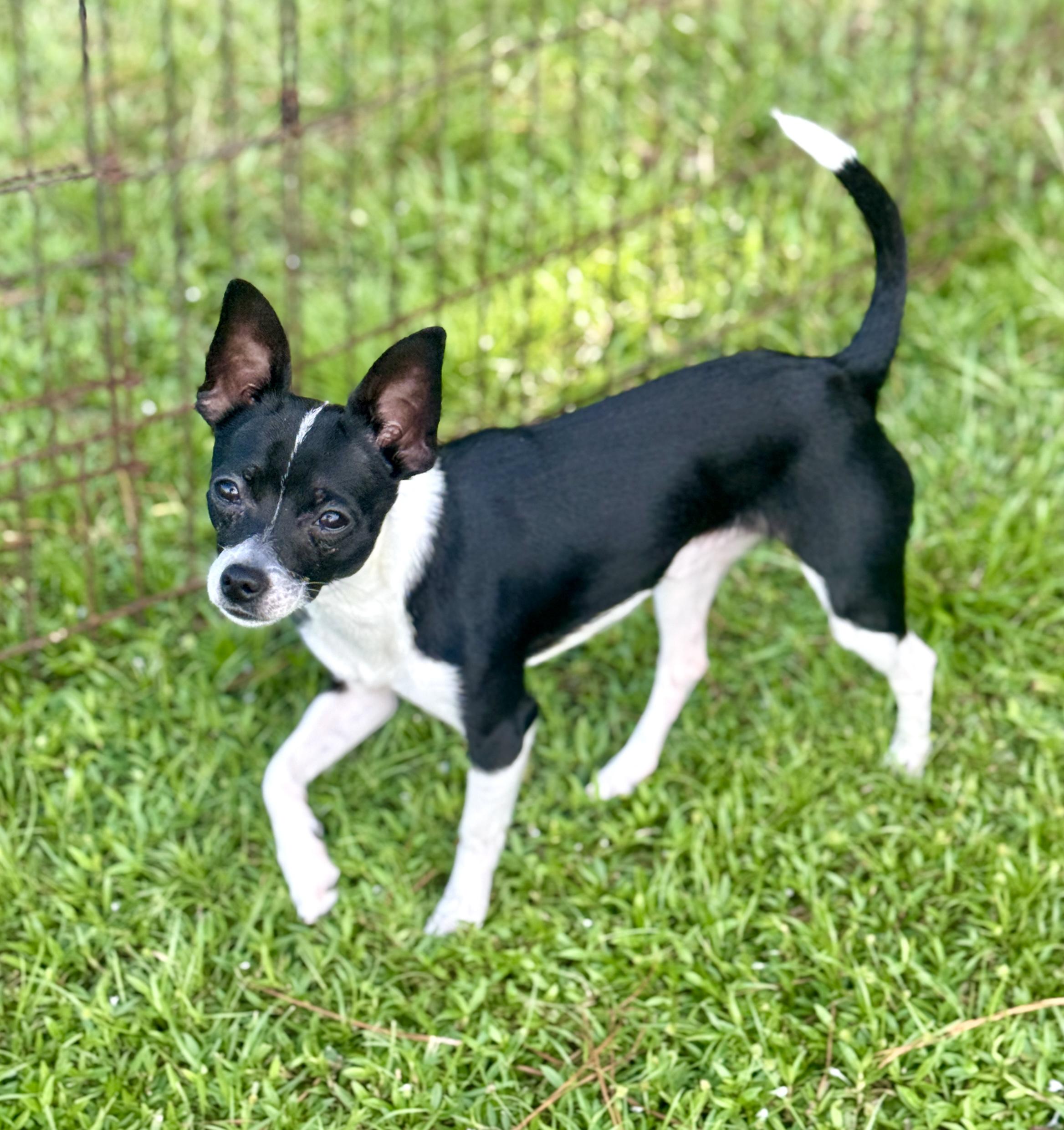 Enlarge Sqwirmy, a Adopted Chihuahua in Bedminster, NJ image 5/6