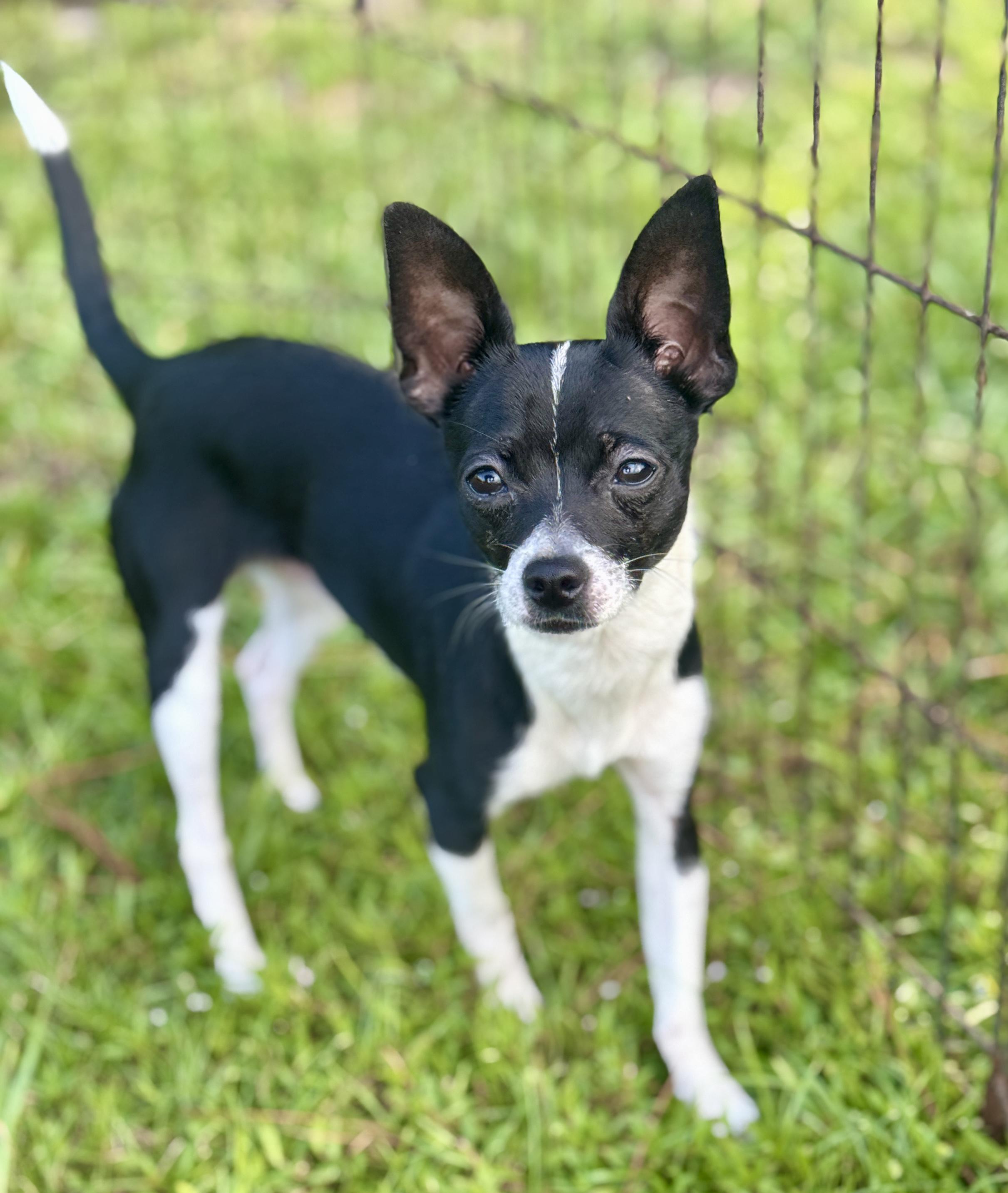 Enlarge Sqwirmy, a Adopted Chihuahua in Bedminster, NJ image 4/6