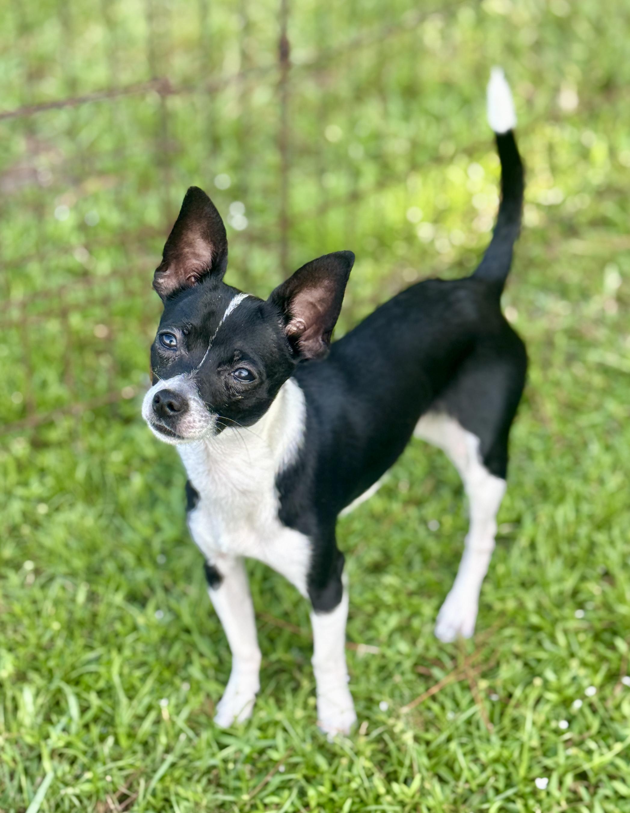 Enlarge Sqwirmy, a Adopted Chihuahua in Bedminster, NJ image 6/6