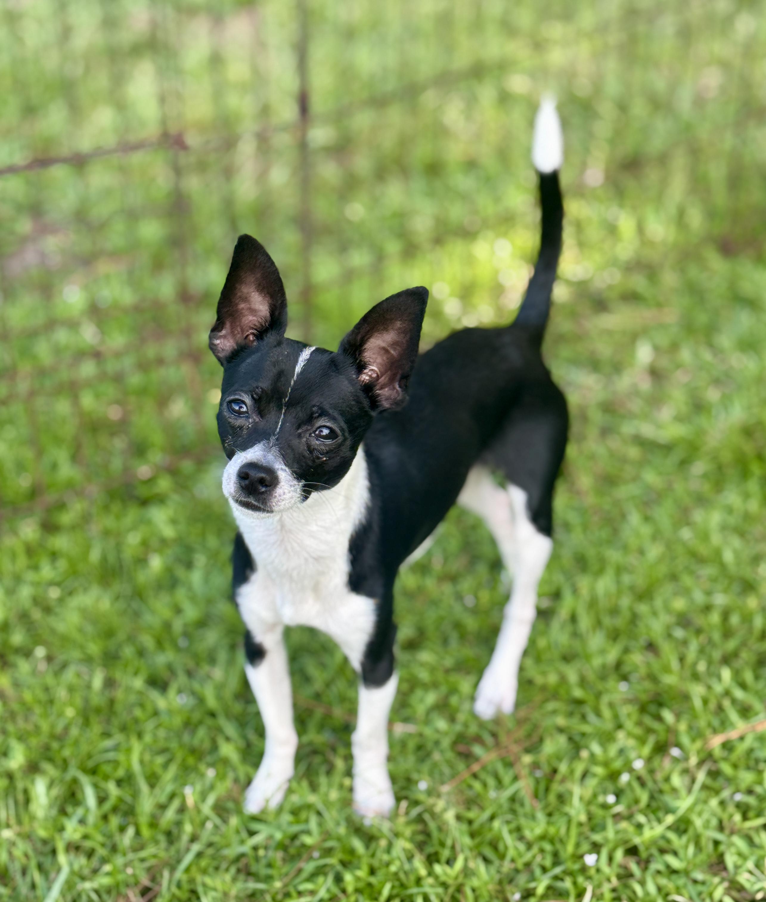 Enlarge Sqwirmy, a Adopted Chihuahua in Bedminster, NJ image 1/6