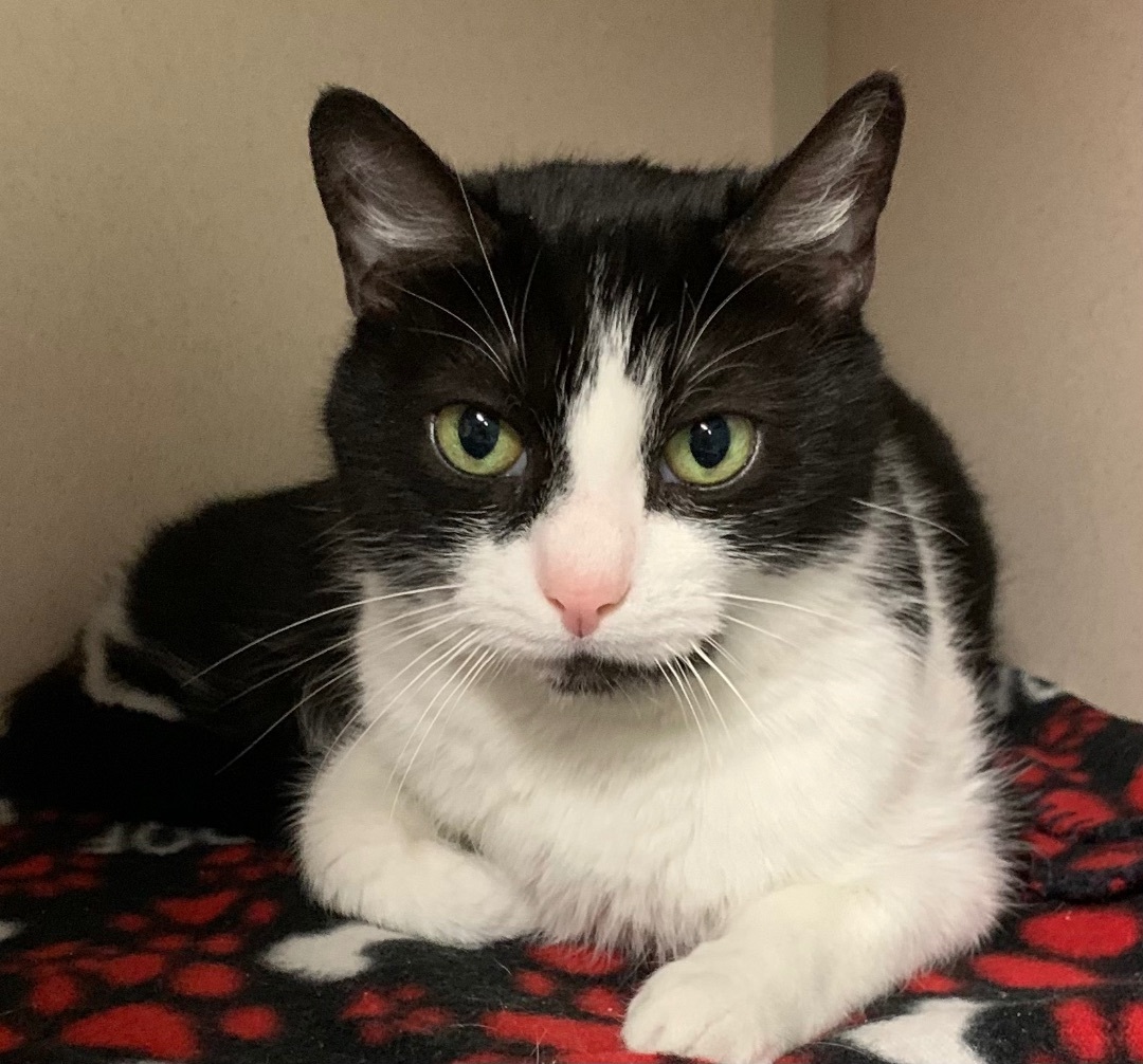 Boots, a Adoptable Domestic Short Hair in Pottsville, PA image 1/2