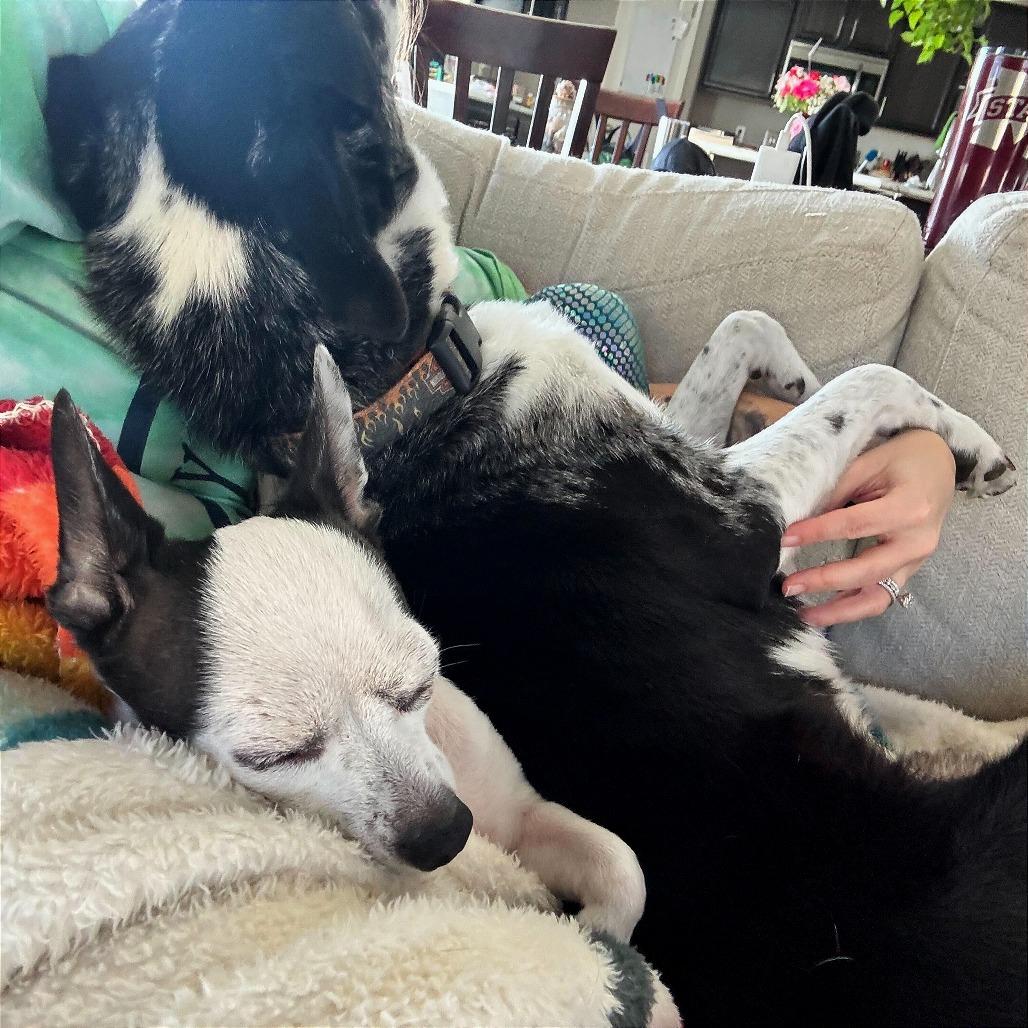 Duchess — thumbnail 2