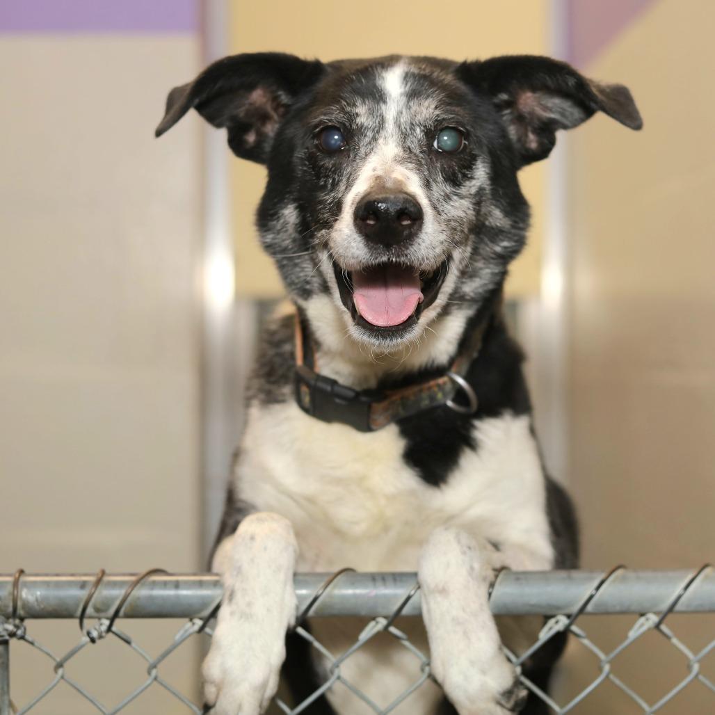 Duchess — thumbnail 3