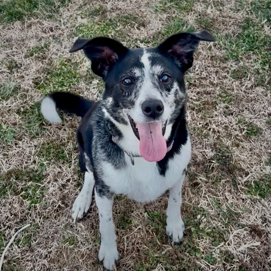 Duchess — thumbnail 4