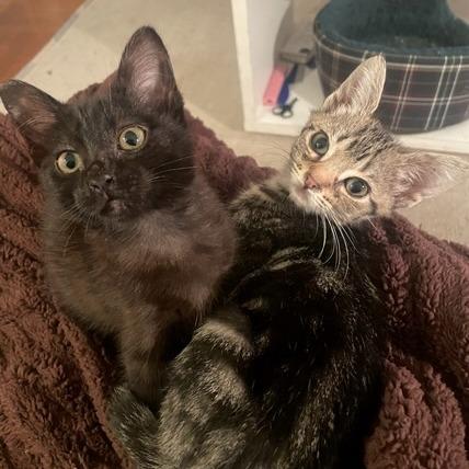 Louisiana, Adoptable, Kitten Male Domestic Short Hair.