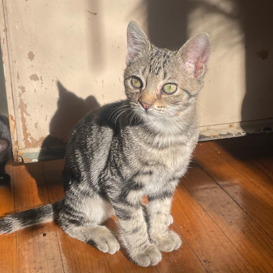 Louisiana, a Adoptable Domestic Short Hair in Los Angeles, CA image 2/2