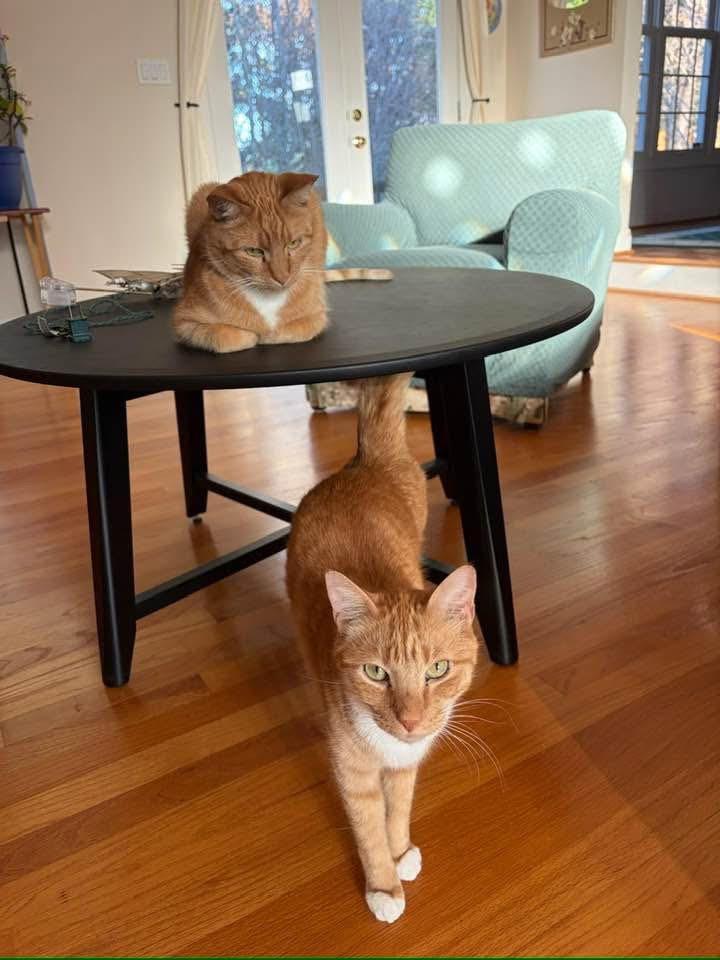 Gaelin17, Adoptable, Senior Male Domestic Short Hair.