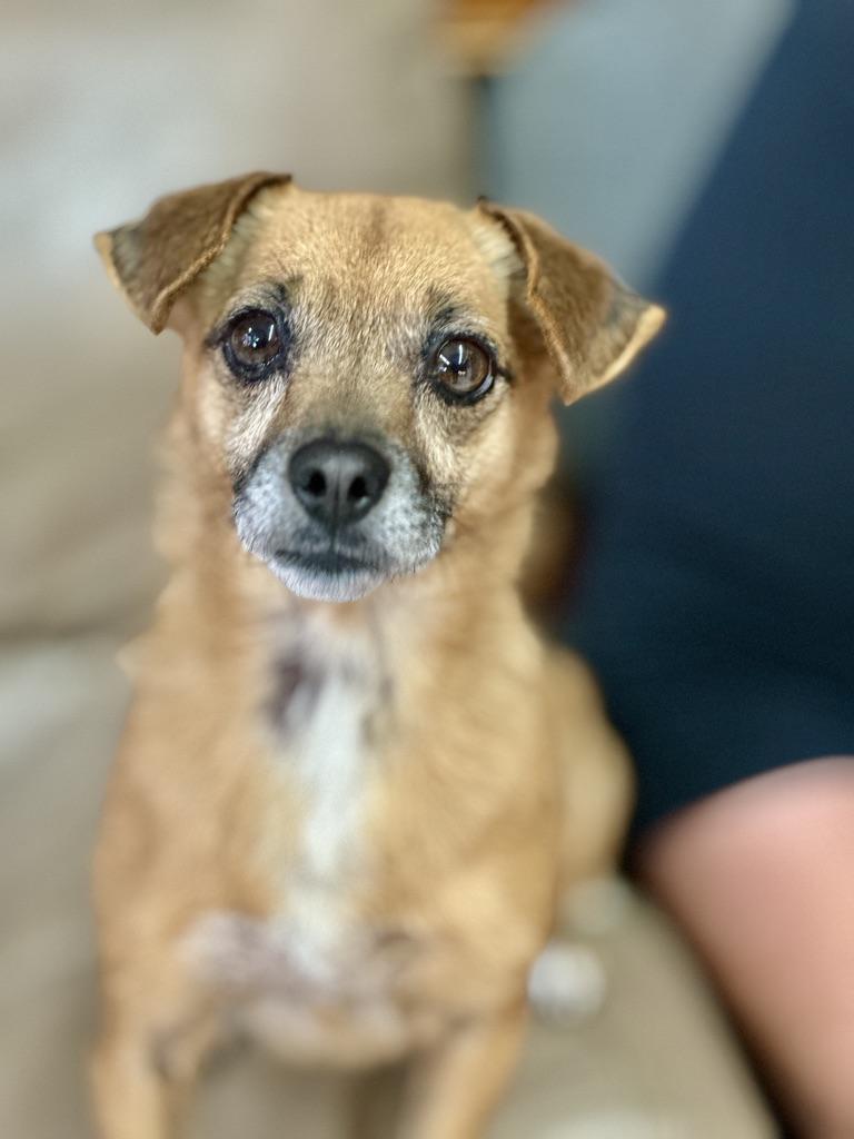 Dream, Adult Female Chihuahua