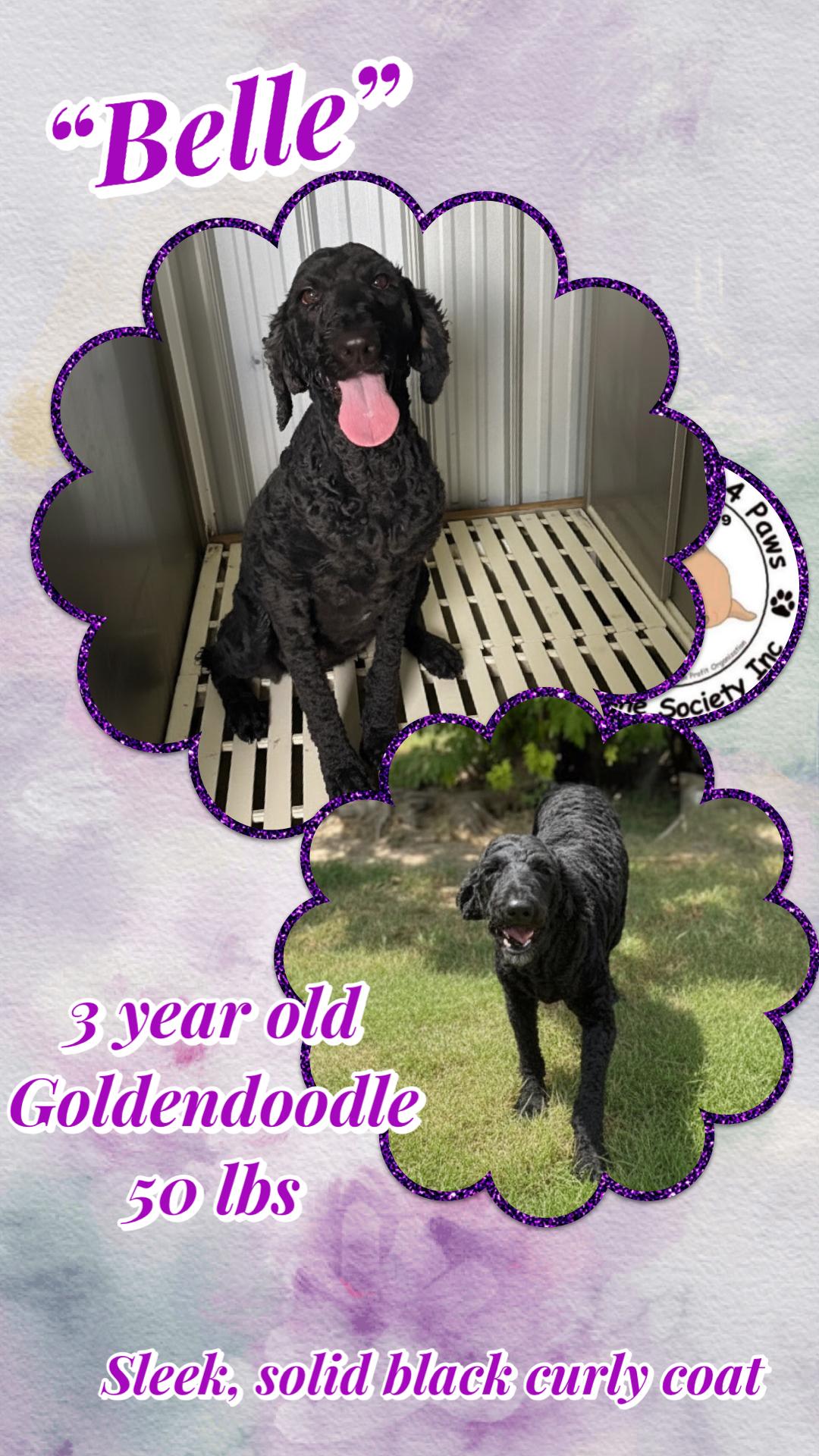 Belle, Adoptable, Adult Female Goldendoodle.