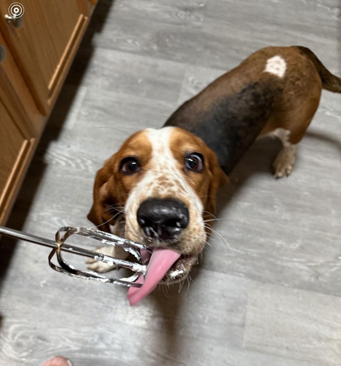 Petunia, Adoptable, Adult Female Basset Hound.