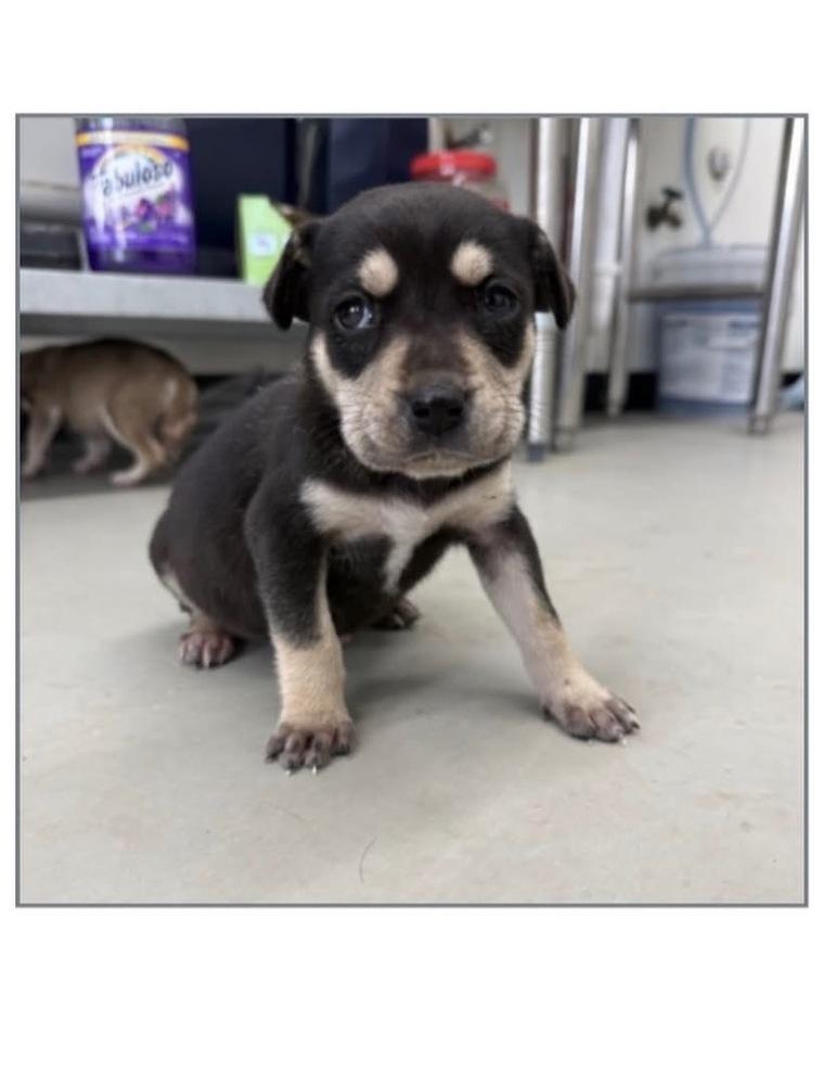 Benedict, Adoptable, Puppy Male Chihuahua.