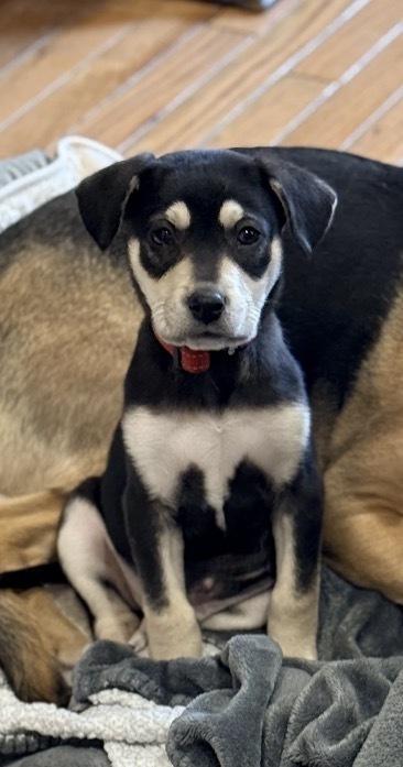 Benedict, a Adoptable mixed breed in Bronx, NY image 2/6