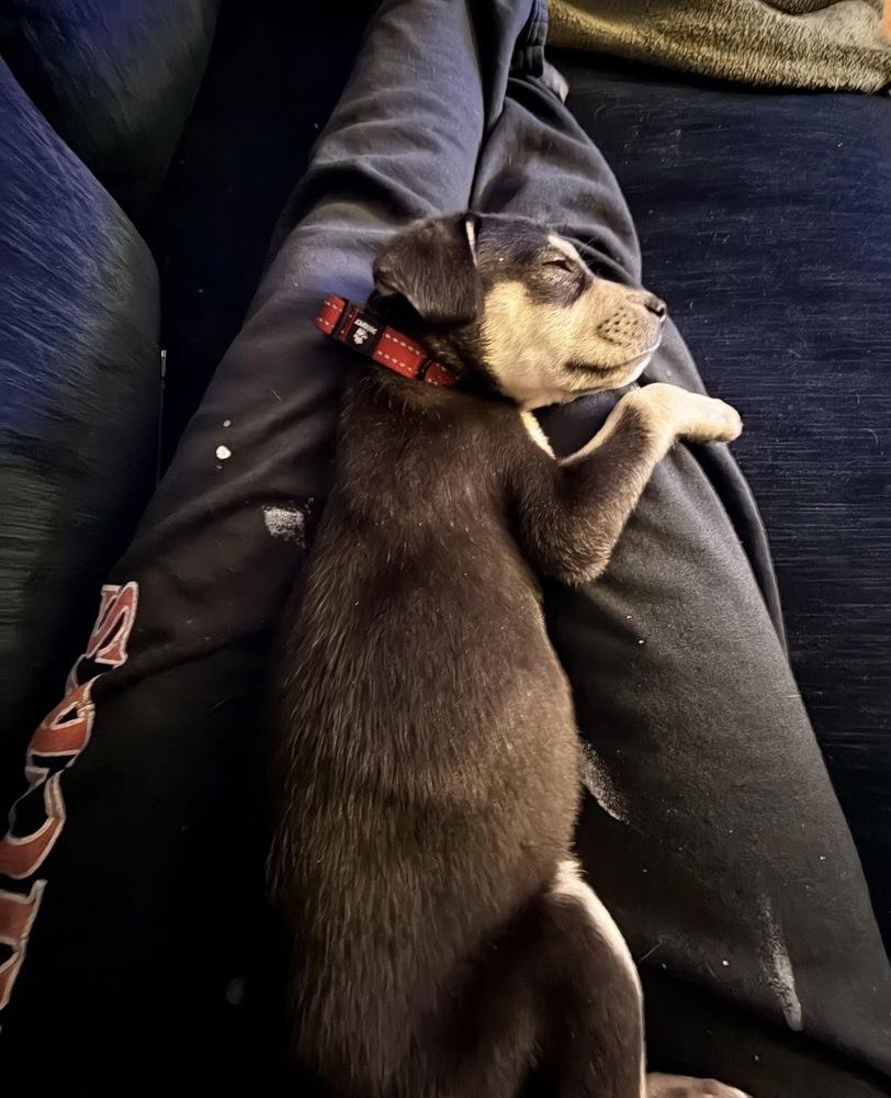 Benedict, a Adoptable mixed breed in Bronx, NY image 4/6