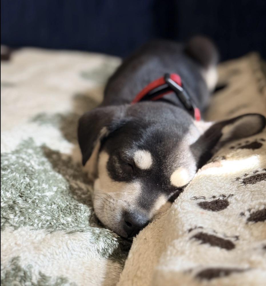 Benedict, a Adoptable mixed breed in Bronx, NY image 6/6